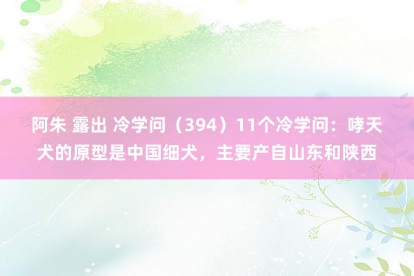 阿朱 露出 冷学问（394）11个冷学问：哮天犬的原型是中国细犬，主要产自山东和陕西